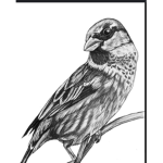 ~ Warriors of Sparrow clan ~