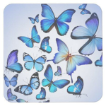 butterflies <333 .