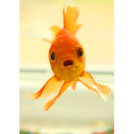 OrangeFish