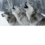 Wolf's Army :P