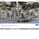 The Wolf Pack 22
