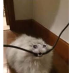 XdXd12