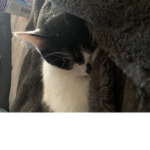 :)the cat group):(12345678910111213141516171819202