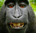 The Big Monkey Studio