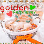 ~ golden retrievers ~