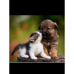 Kitycats and puppies
