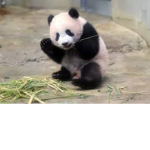 who loves pandas