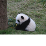 THE PANDA KREW!