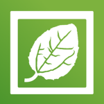 Leaf In The Box