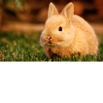 Rabbit Cute Squad