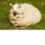 zixxlyy's group of sheep