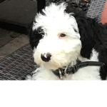 My dog Luna