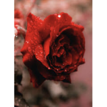 Aesthetically Roses