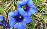 Les fleurs de la foret