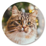 .+ the Best Warrior Cats Film Crew +.