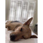 Cute doggies 1235