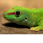 uhh lizards