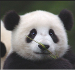 Abigail panda squad