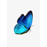 Butterfly Evin