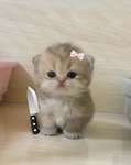 —{BlossomPlayz}—