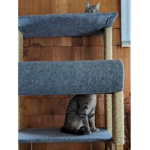 ~The Kitty Cat Club~