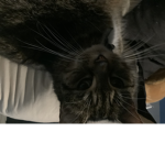 CAT’S UNITED SOLDIER’S