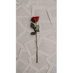 Loneliness-