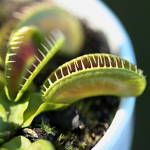 Venus fly traps