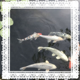 𝐧𝐢𝐜𝐞