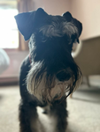 DOGGO CUTE