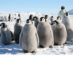 POSITIVE PENGUINS