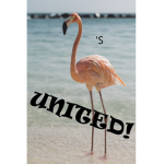 Flamingo's United!
