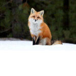 Fox's are lit