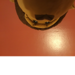 Monkeysarecool123