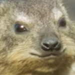 Hyrax