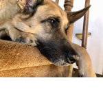 Bella my dog she’s very cute