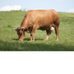 Tribu vaca