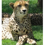 Cheetah Productions!