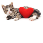 We love cats! Cat club FOREVER!!