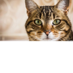 Super Catt