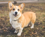 Corgi's Avatar Ranking!