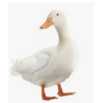 Duck planet