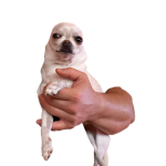 Chihuahua Kingom