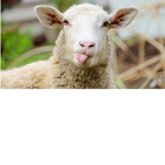 The true sheep army