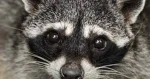 TowerZYS Group Thumbnail