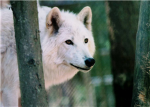 White Alpha Wolfs