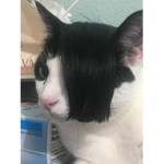 gato rockeiro emo