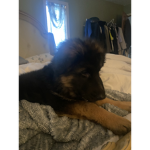 Leo puppy Gang