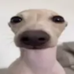 Flaak
