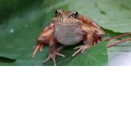 Frog vs Humans